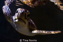 Sea Turtle Reflection by Tina Norris 